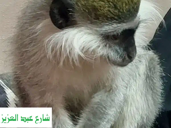 فرصة ذهبية: نسناس رضيع (شهرين ونصف) متطعم وهادئ جداً...