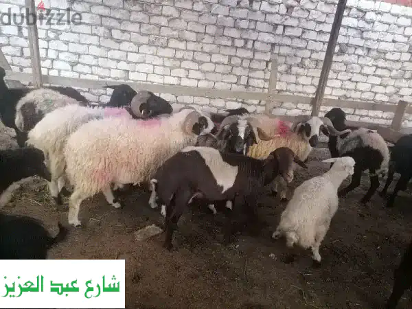 لحوم الصعيد الأصيلة: ضاني، ماعز، عجول | جودة استثنائية وتصافي عالي