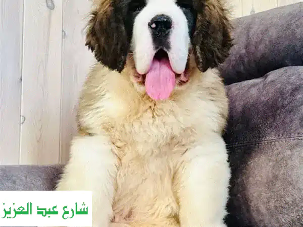 جرو سانت برنارد مستورد فاخر للبيع 🐶 رفيق عائلي...