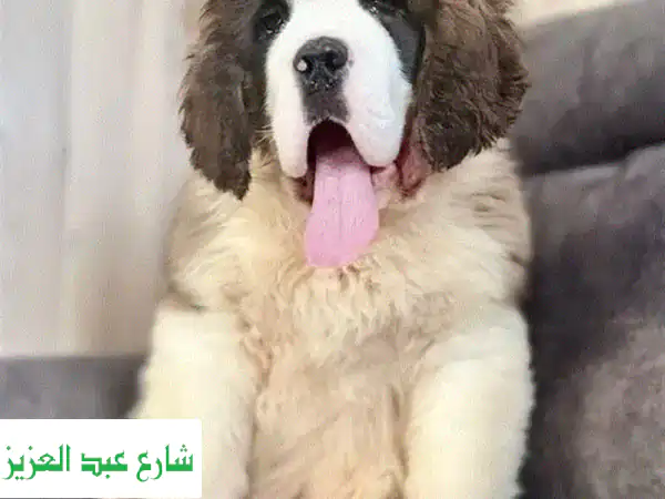جرو سانت برنارد مستورد فاخر للبيع 🐶 رفيق عائلي أصيل بعمر 3.5 أشهر