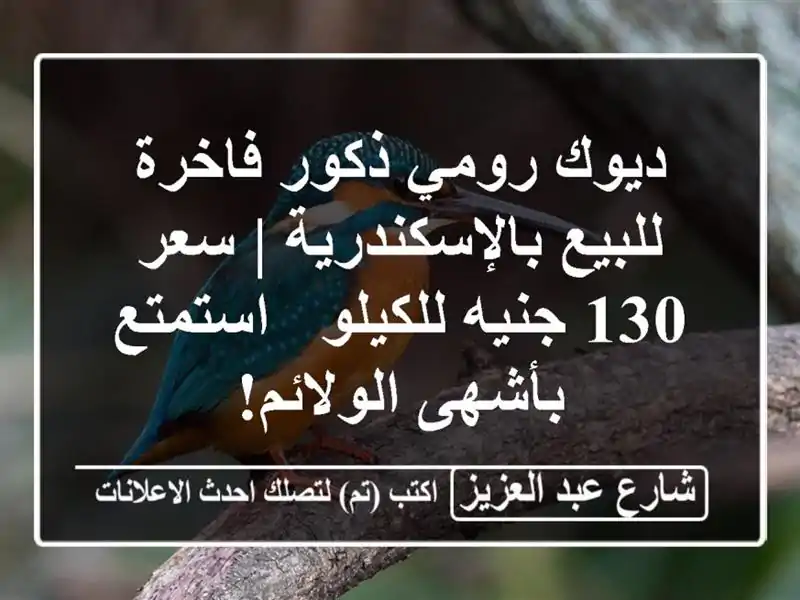 ديوك رومي ذكور فاخرة للبيع بالإسكندرية | سعر 130...