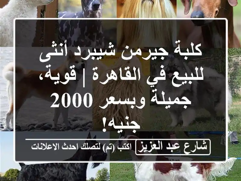 كلبة جيرمن شيبرد أنثى للبيع في القاهرة | قوية،...