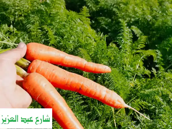 جزر مصري طازج ومغسول: حصاد الموسم الجديد بجودة عالمية للتصدير