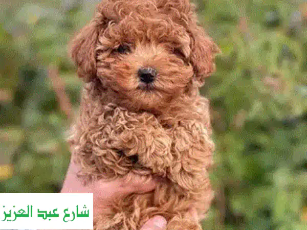 جرو بومرينيان أنثى ميرل أزرق فاخر | سلالة أبطال (مطعمة وموثقة)