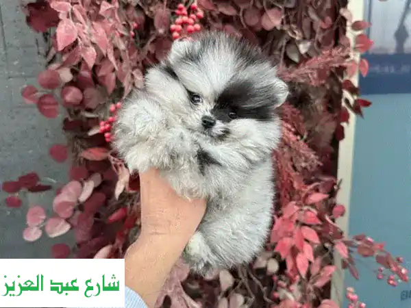 جرو بومرينيان أنثى ميرل أزرق فاخر | سلالة أبطال...