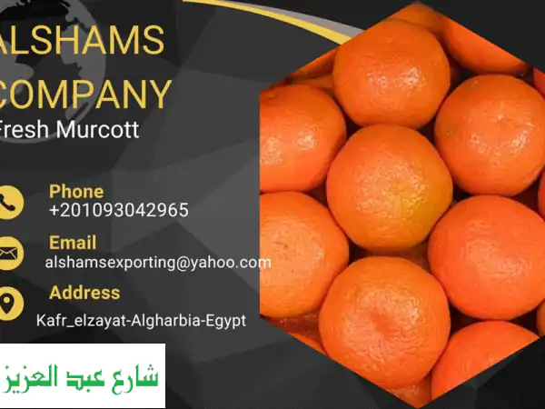 يوسفي ميركوت الفاخر: حلاوة استثنائية، سهل...