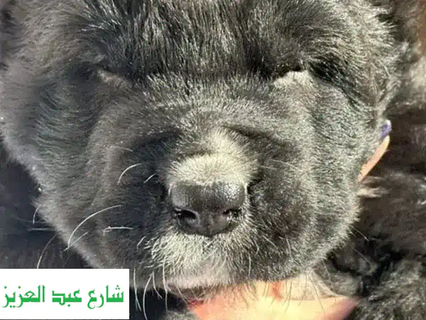 جرو راعي آسيوي أسود أصيل للبيع في مصر | بشهادات...