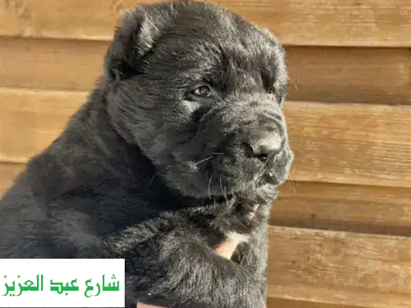 جرو راعي آسيوي أسود أصيل للبيع في مصر | بشهادات FCI وجينات قوية