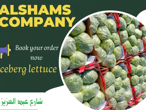 the ultimate crunch global iceberg lettuce export get your premium iceberg lettuce directly from ...