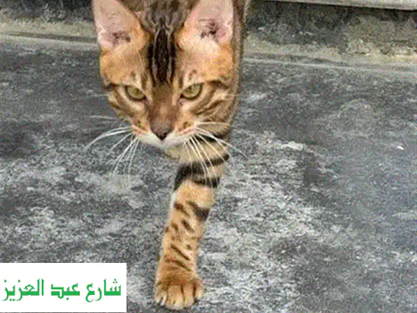 فرصة لا تُعوّض: قط سيبري ذكر أصيل للبيع (24 شهرًا) - والدان WCF مسجلان | رفيقك المثالي في مصر!