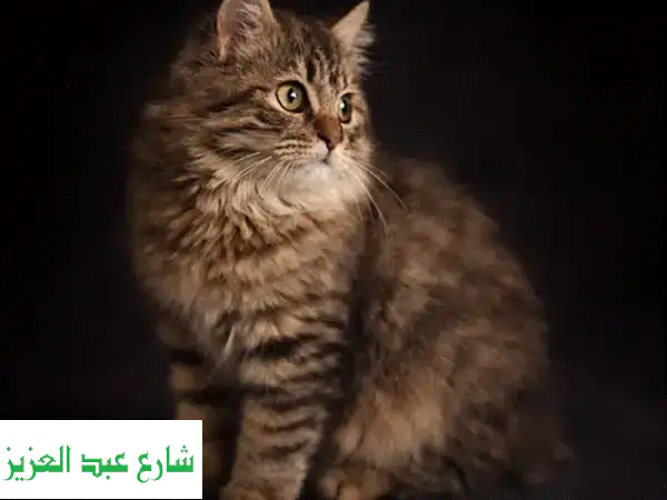 فرصة لا تُعوّض: قط سيبري ذكر أصيل للبيع (24 شهرًا)...