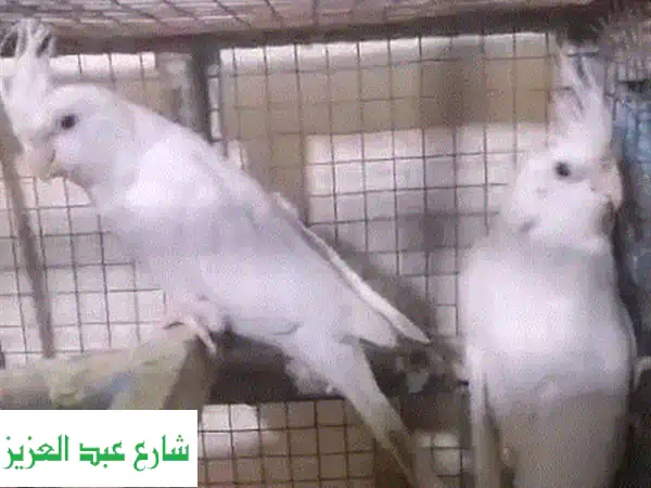 فرصة ذهبية: جوز كوكتيل ألبينو شباب للبيع -...