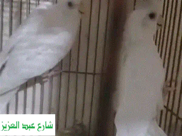 فرصة ذهبية: جوز كوكتيل ألبينو شباب للبيع - مثالي للتربية والجمال (طنطا وشحن)