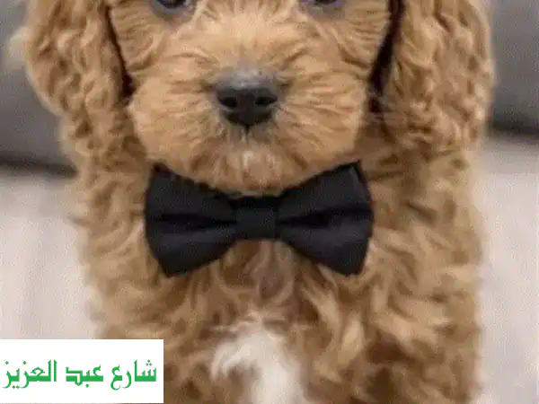 جراء كوكابو رائعة للبيع | رفيقك المثالي بانتظارك! 🐾