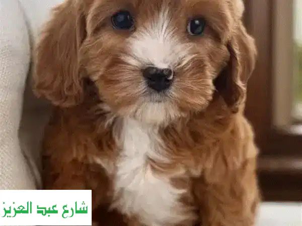 جراء كوكابو رائعة للبيع | رفيقك المثالي بانتظارك! 🐾