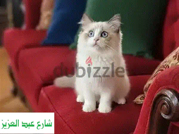 أجمل كيتن راجدول للبيع 🐱 | حنونة، مطعمة، أصل روسي - رفيقة عائلتك المثالية!