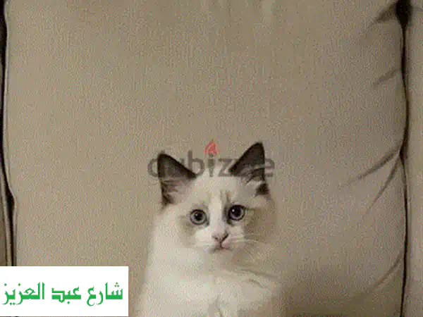 أجمل كيتن راجدول للبيع 🐱 | حنونة، مطعمة، أصل روسي...