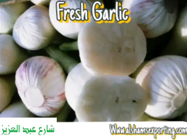ثوم عالي الجودة للتصدير: قوة عالمية، نضارة تدوم، شحن موثوق!