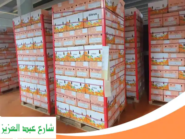 موسم البرتقال المصري الذهبي يبدأ! 🍊 | برتقال طازج عالي الجودة من الشمس للتصدير