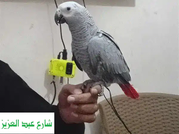 فرصة ذهبية: زغلول ببغاء كاسكو زنجباري عين سوداء - ذكاء ورفقة لا تضاهى!