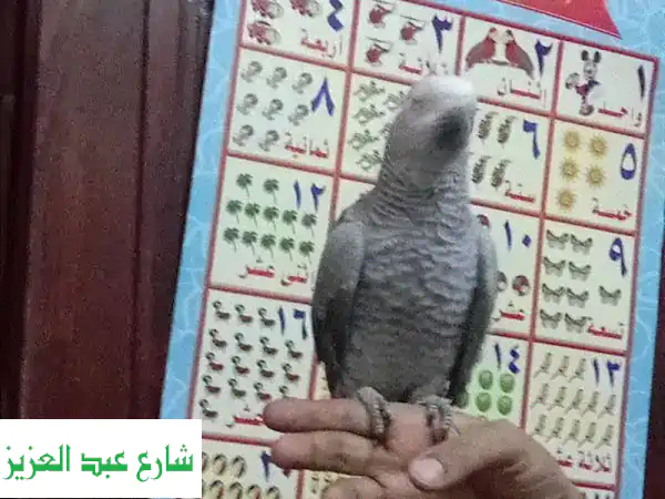 فرصة ذهبية: زغلول ببغاء كاسكو زنجباري عين سوداء -...