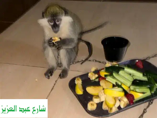 نسناس عبلنجي | زعبلنجي: رفيق عائلتك المثالي! (هادئ،...