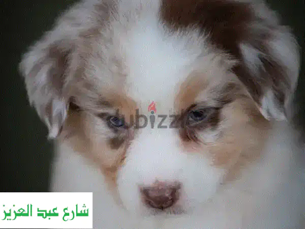 جرو رعي استرالي أصيل للبيع (ذكور وإناث) | وارد روسيا بصحة ووثائق كاملة