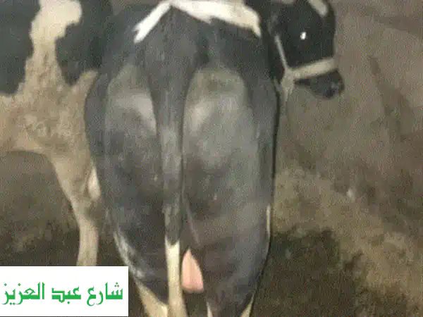 عجول رمضان 2024: مزارع سنبل | لحم بلدي طازج،...