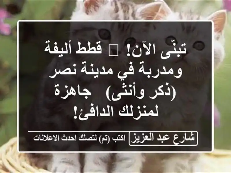 تبنّى الآن! 🐾 قطط أليفة ومدربة في مدينة نصر (ذكر...