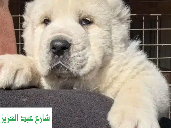 فرصة لا تعوض: جراء ألاباي (الراعي الآسيوي الأوسط)...