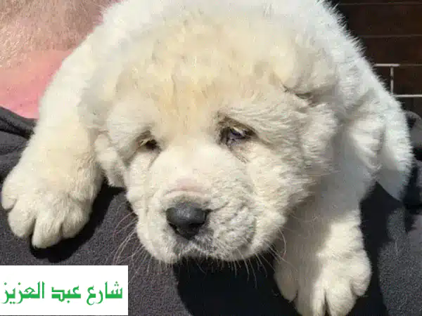 فرصة لا تعوض: جراء ألاباي (الراعي الآسيوي الأوسط) روسية أبطال (أبيض وأحمر) - رفيقك وحاميك الأمين!