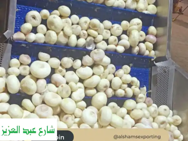 بصل مجمد بجودة أوروبية: حلول ذكية لعملك | توفير ووفرة مع الشمس