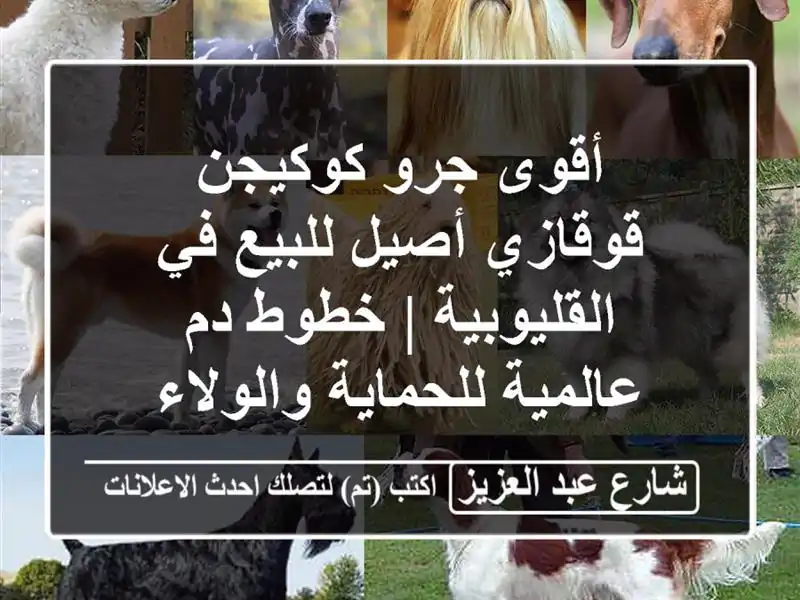 أقوى جرو كوكيجن قوقازي أصيل للبيع في القليوبية |...