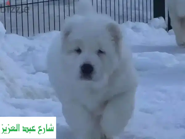 امتلك جرو آلاباي روسي أصيل (الراعي الآسيوي الوسطى)...