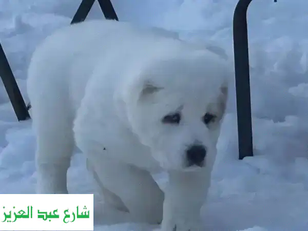 امتلك جرو آلاباي روسي أصيل (الراعي الآسيوي الوسطى) - ذكور وإناث جاهزون للحراسة والصداقة مدى الحياة!