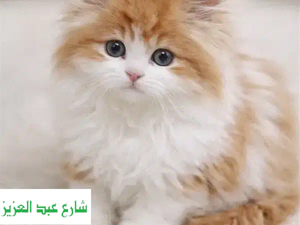 اقتنِ رفيقك السيبيري المثالي: قطط سيبيريان...