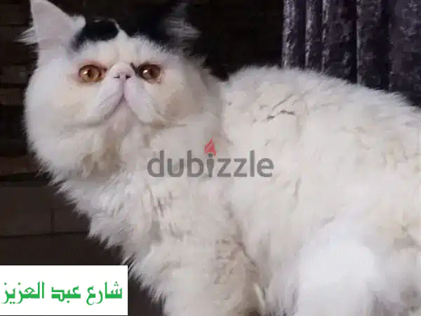 فرصة ذهبية: قط بيرشن بيور مون فيس ذكر للبيع - أبيض...