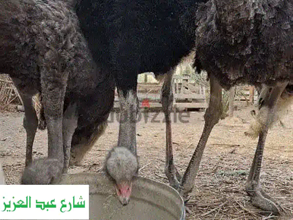 اسره نعام لقطه