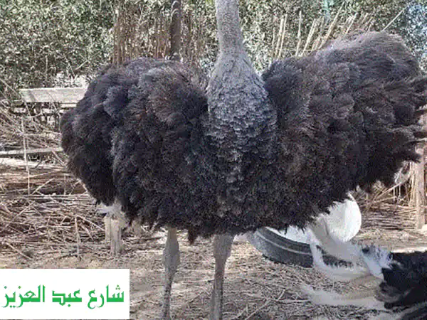 اسره نعام لقطه