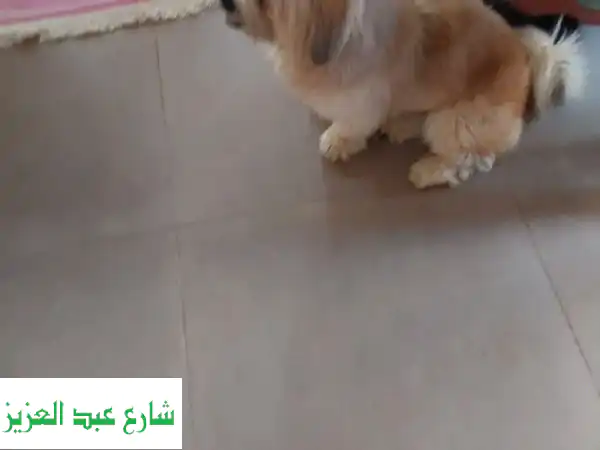 للتبنى كلب شيتزو عمره 3 سنين متعود على البادز...