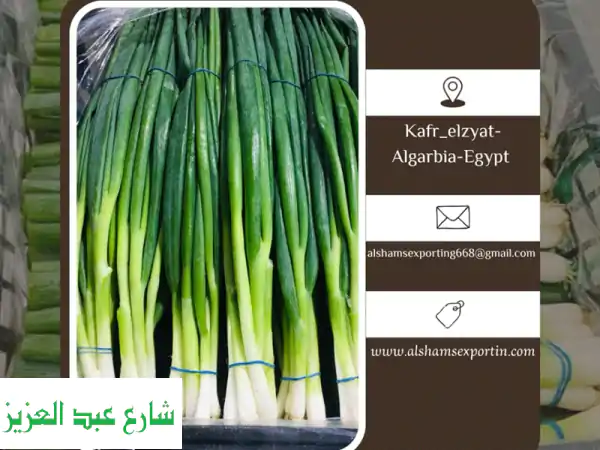 تصدير البصل الأخضر الطازج: جودة عالمية من...