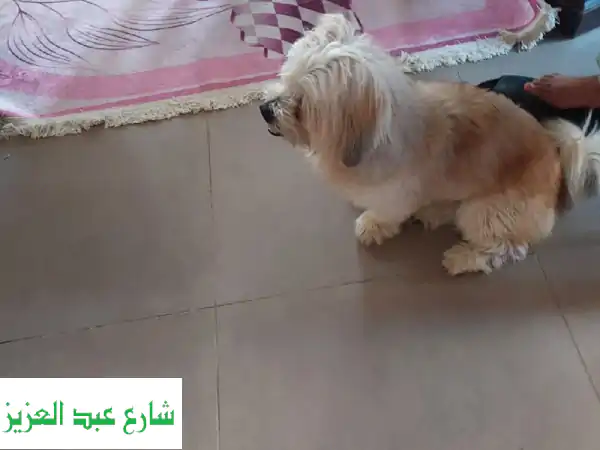 للتبنى كلب شيتزو عمره 3 سنين متعود على البادز في التواليت وبيا كل أكل فريش ودراي متعقم وأخذ كل ...