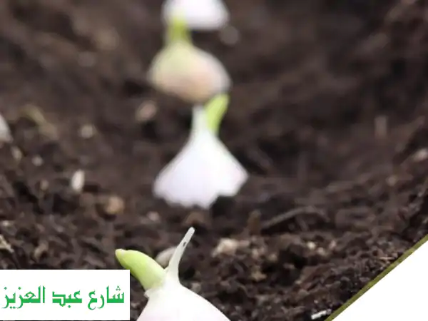 premium fresh egyptian garlic available now strong flavor. excellent quality. ready for export. we ...