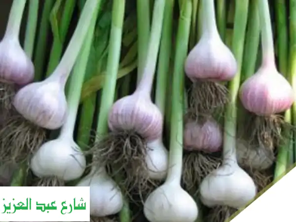 premium fresh egyptian garlic available now strong flavor. excellent quality. ready for export....