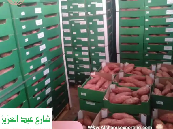بطاطا حلوة مصرية فاخرة للتصدير | مذاق طبيعي وجودة عالمية