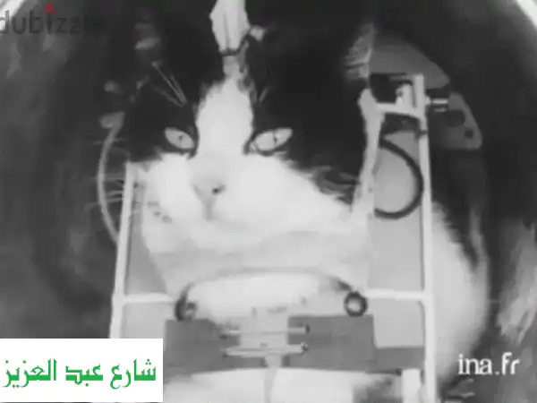 فندق حيوانات أليفة: رعاية بلا أقفاص لقطط، كلاب،...