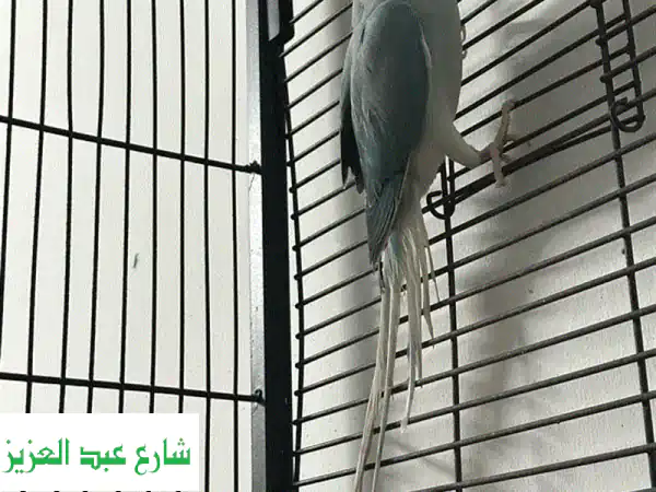 فرصة ذهبية لا تعوض: زوج درة (ذكر وايت هيد ونتاية فايلوت بلو) – جمال آخاذ وصحة ممتازة! #درة #وايت_هيد #فايلوت_بلو