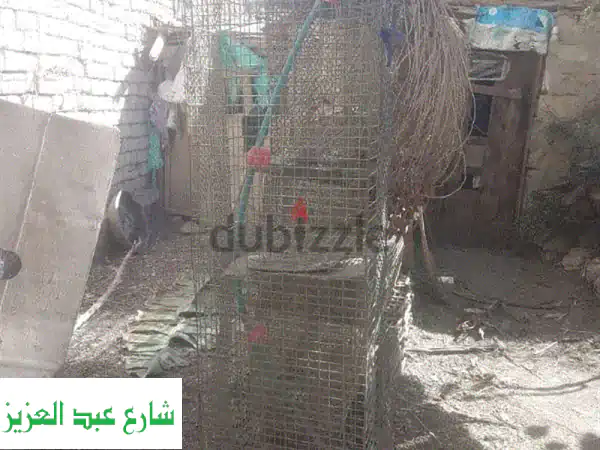 أقفاص تربية الدجاج، الحمام، والأرانب: بيئة...