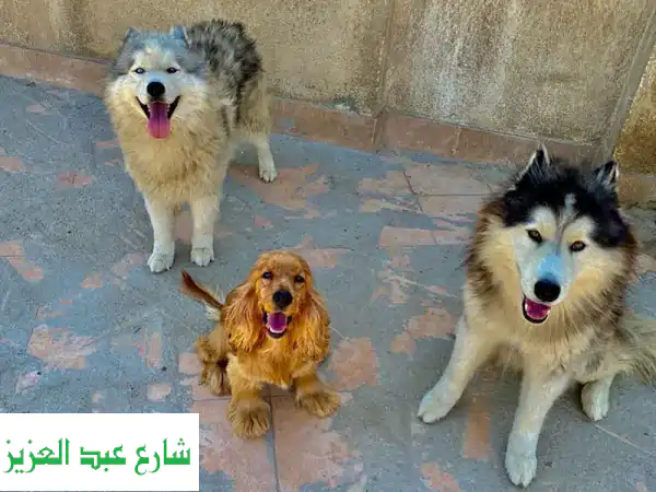 جليس وممشاة كلاب موثوق | رعاية كلبك بحب وأمان بمنزلك