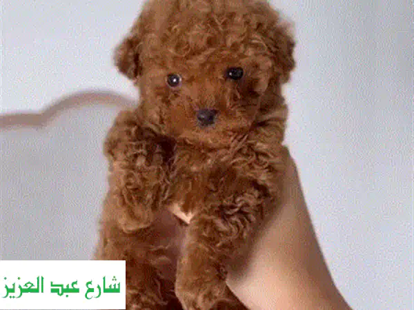 جرو توي بودل أنثى ساحرة للبيع | بودل صغير 48 يوم مطعمة ومحبة